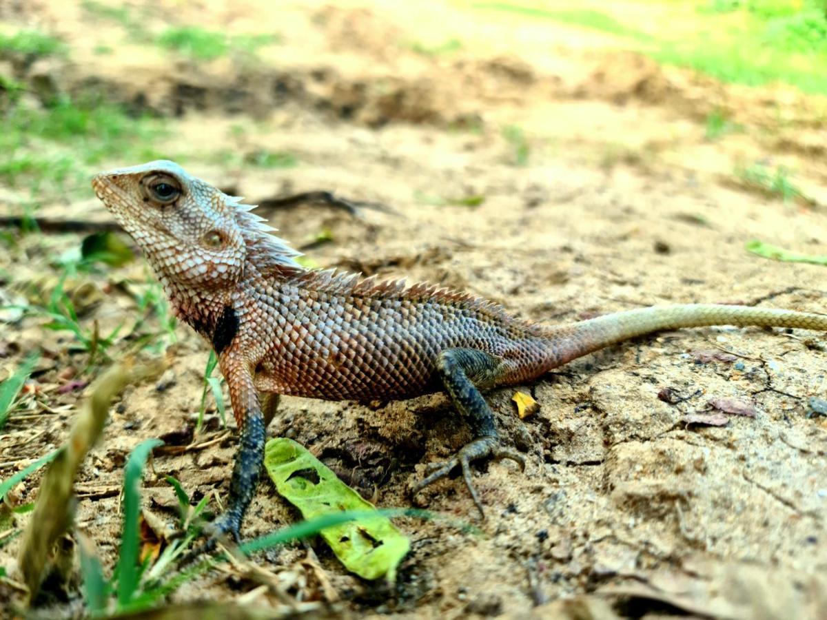 Humbhaha Jungle Yala Nature Eco Resort Kataragama Buitenkant foto