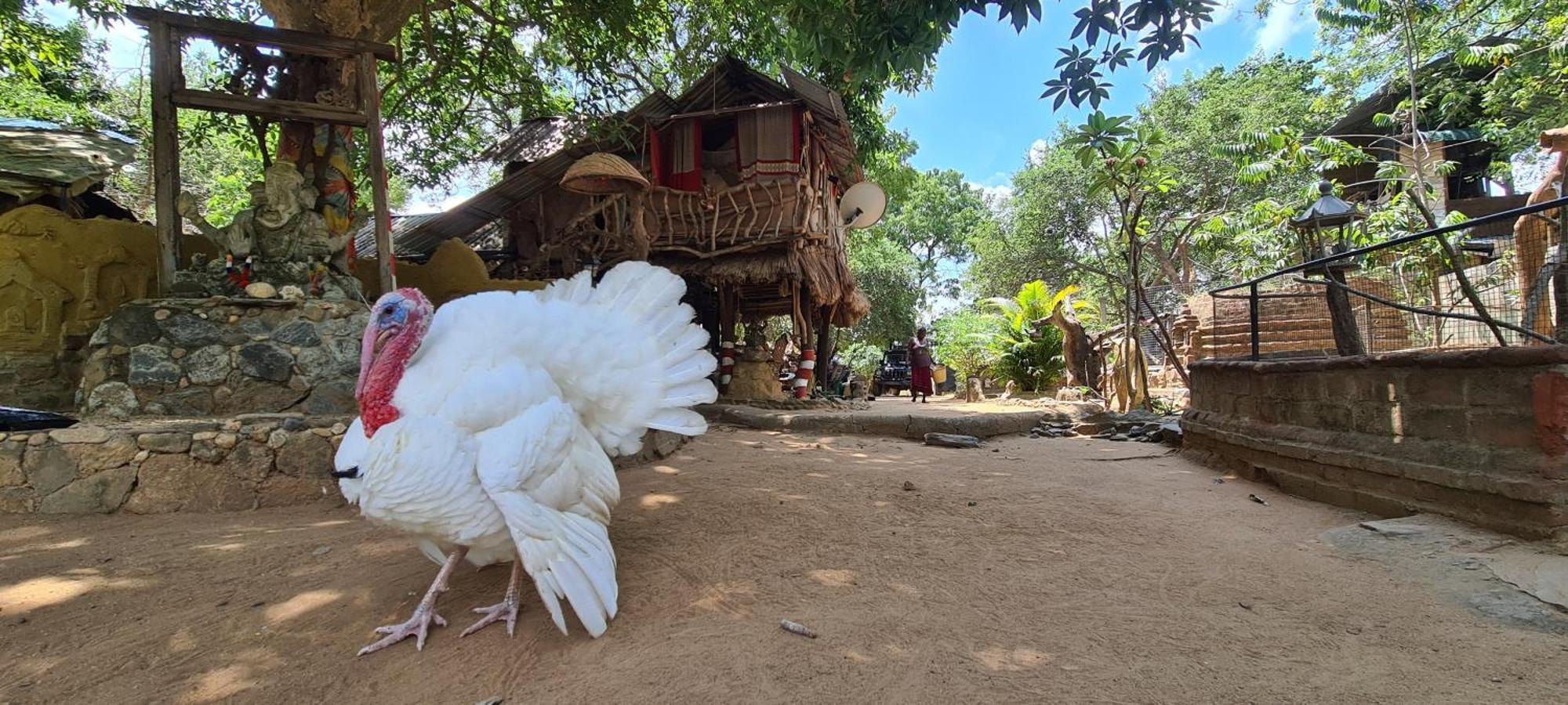 Humbhaha Jungle Yala Nature Eco Resort Kataragama Buitenkant foto