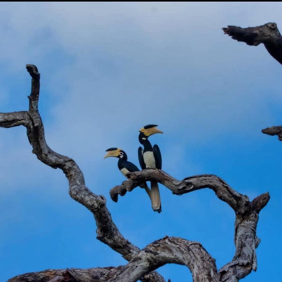 Humbhaha Jungle Yala Nature Eco Resort Kataragama Buitenkant foto