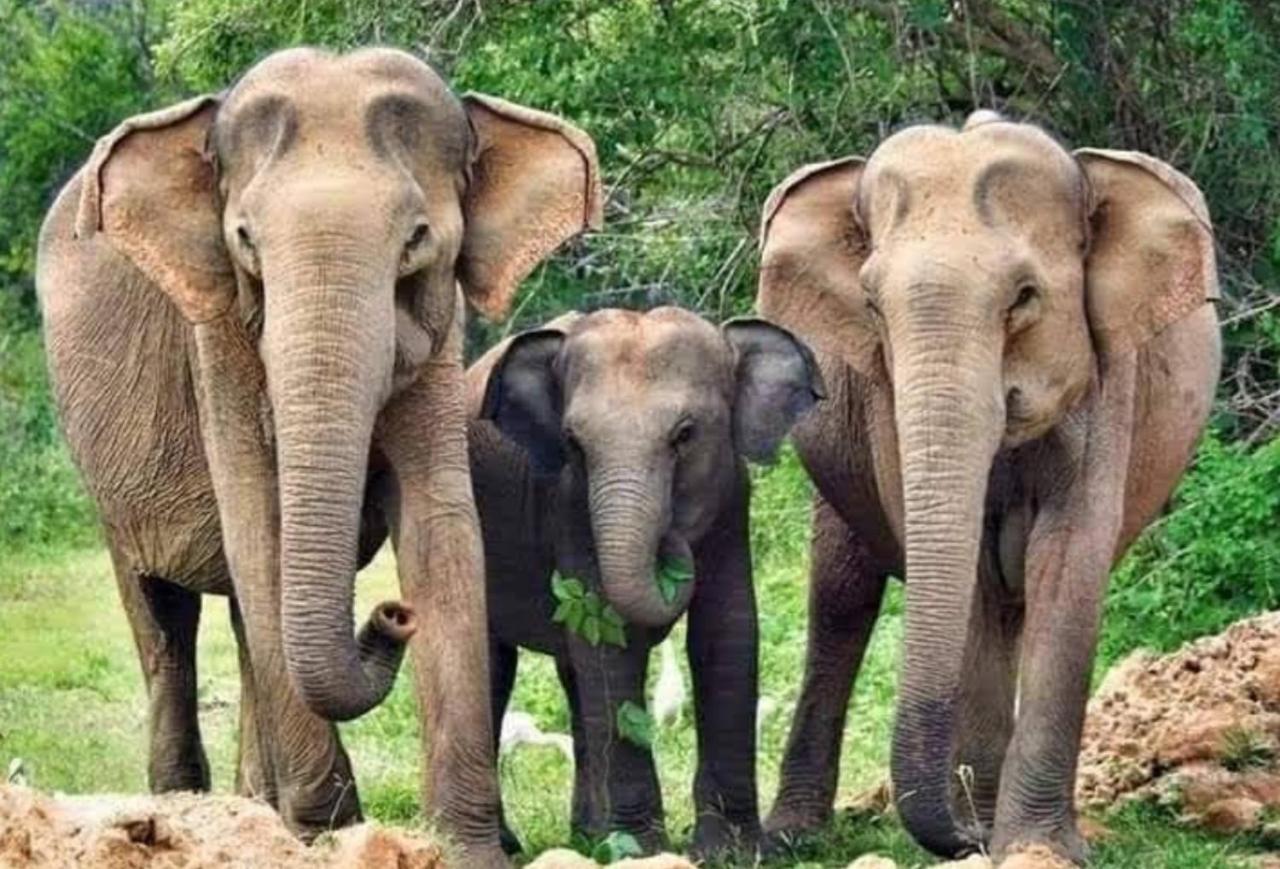 Humbhaha Jungle Yala Nature Eco Resort Kataragama Buitenkant foto