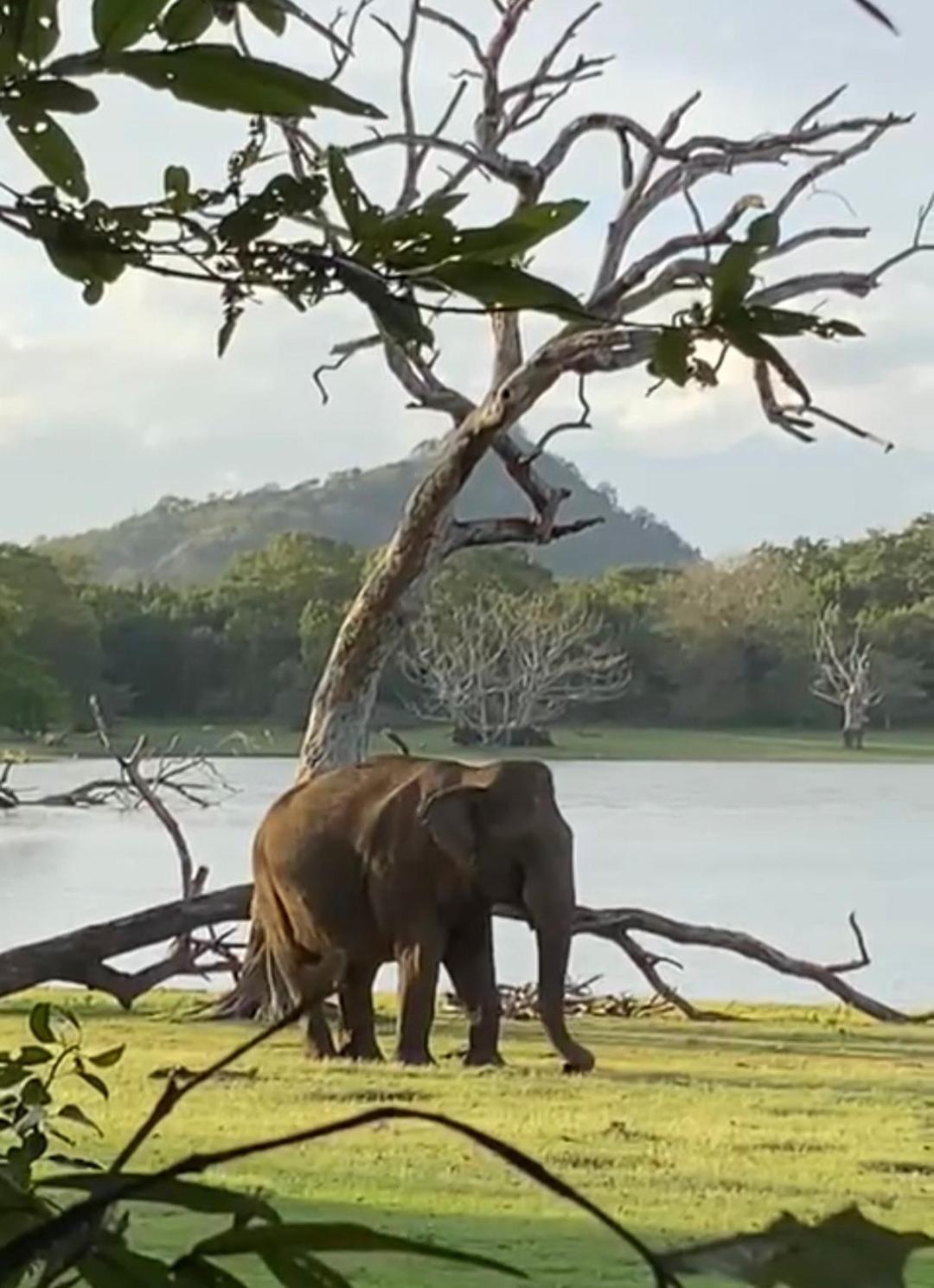 Humbhaha Jungle Yala Nature Eco Resort Kataragama Buitenkant foto