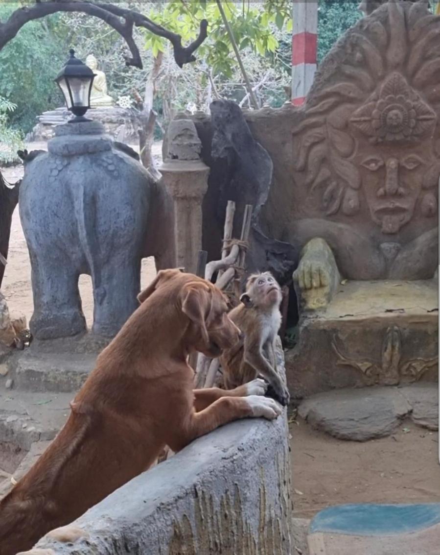 Humbhaha Jungle Yala Nature Eco Resort Kataragama Buitenkant foto