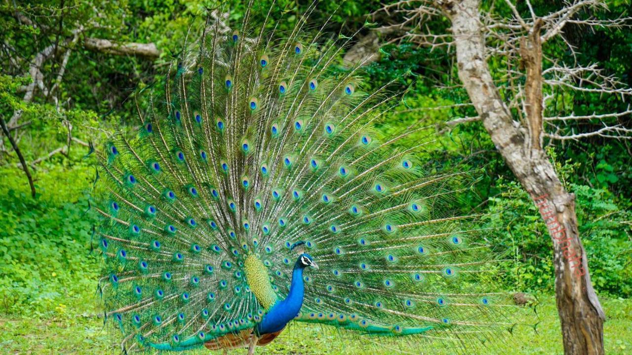 Humbhaha Jungle Yala Nature Eco Resort Kataragama Buitenkant foto