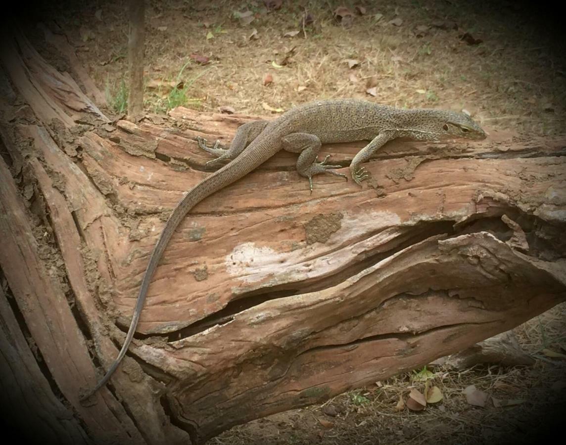Humbhaha Jungle Yala Nature Eco Resort Kataragama Buitenkant foto